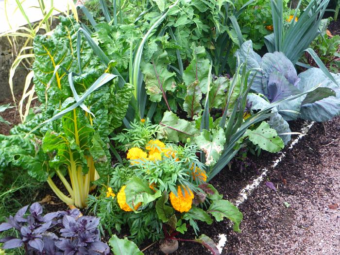 Groentetuin bij het gemeentehuis